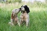 SETTER ANGLAIS 257